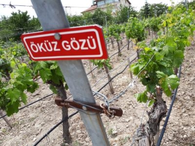 Okuz Gozu is a native Turkish grape which is named after Bulls Eyes