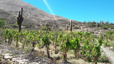 Very dry and very high - the vineyards of Cafayate