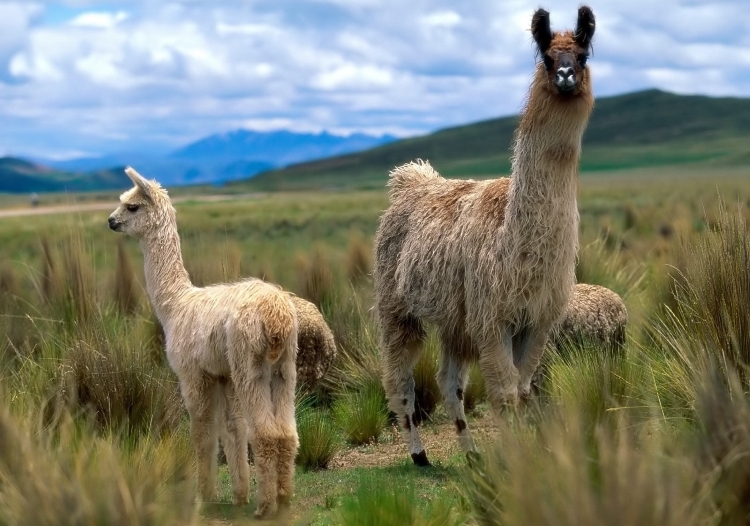 Expect to see a lot of Llamas and Alpacas if you travel around Bolvia and Peru trying Singani and Pisco!