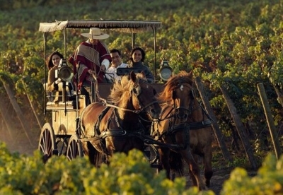 Enjoy the vineyard from a different vantage point on a Chile wine tour with us