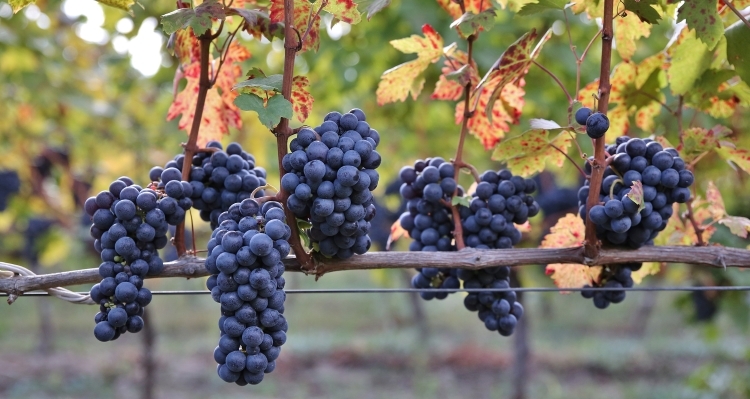 Feteasca Neagra a is vigorous vine and difficult to manage in the vineyard