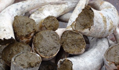 On the face of it a strange viticultural habit - burying manure in cow horns!