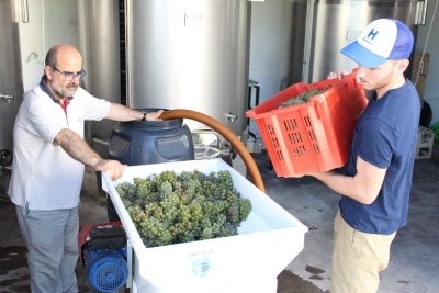 Dionisio overseeing grape reception at his Valdepeñas winery