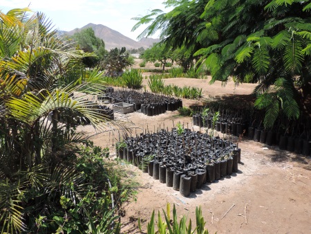 Nursery for the fruit tree plants which are used in this gin