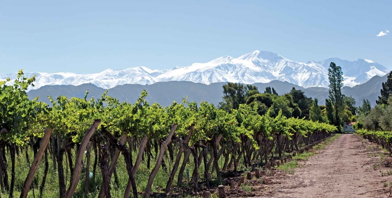 Nearly 80% of Argentine wine is produced in the Mendoza wine region