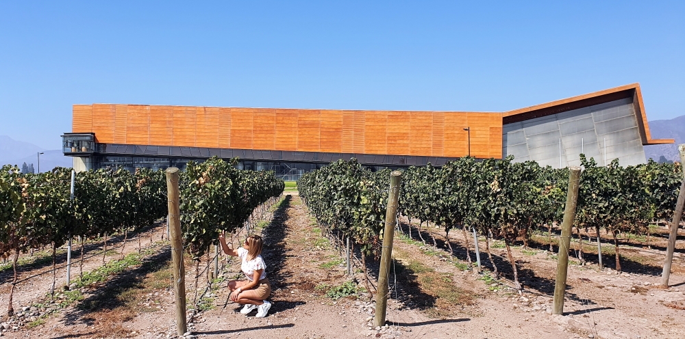 Santa Ema winery in Isla de Maipo near Santiago