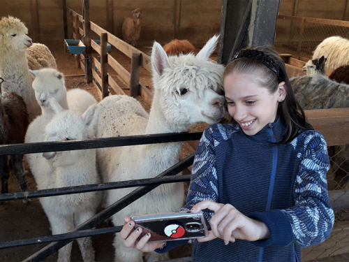 Learn all about these Andean camelids at a private Alpaca farm in Aconcagua
