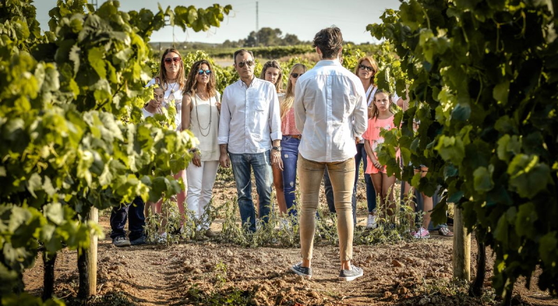 Vineyard instruction at the Caves Nadal winery