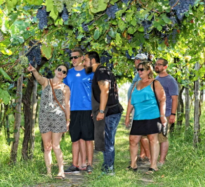 Learning the finer points of grape growing with expert guides