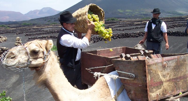 OK, this unusual grape transport is in Lanzarote but we tour there also