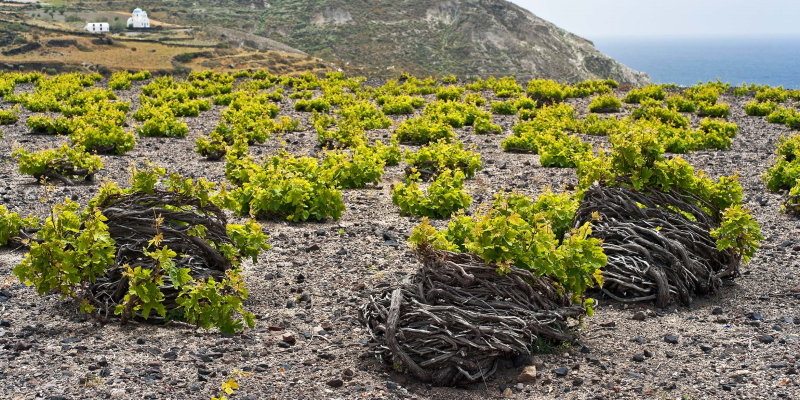 Walk among the unusual woven basket vines on Santorini, and taste the resulting wine
