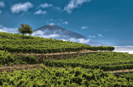 Tenerife wine tours