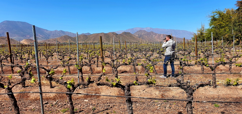 Spring vines at the InSitu San Esteban winery in the high altitude Aconcagua wine region