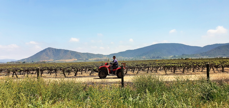 Great views over vineyards everywhere you look in Casablanca