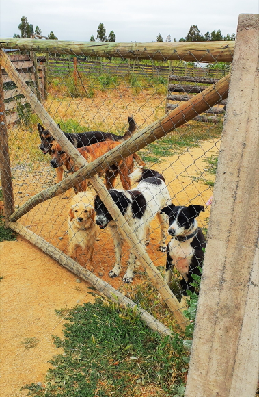 The dogs from the wine labels at La Despensa winery