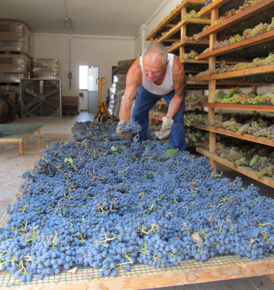 Drying the grapes in Umbria