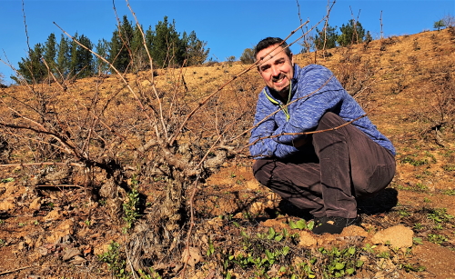 Old bush vines are being put to work in Itata