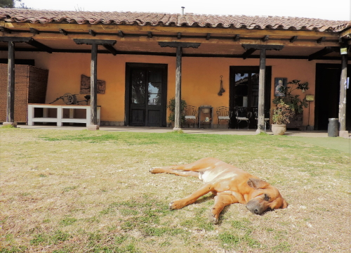 Winery dogs are certainly relaxed