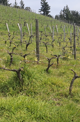 Pinot Noir in the far south of Chile at the Coteaux de Trumao winery