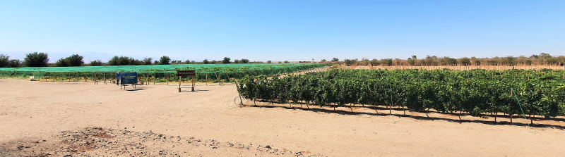 The Vino del Desierto is actively seeking to expand its vineyard acreage