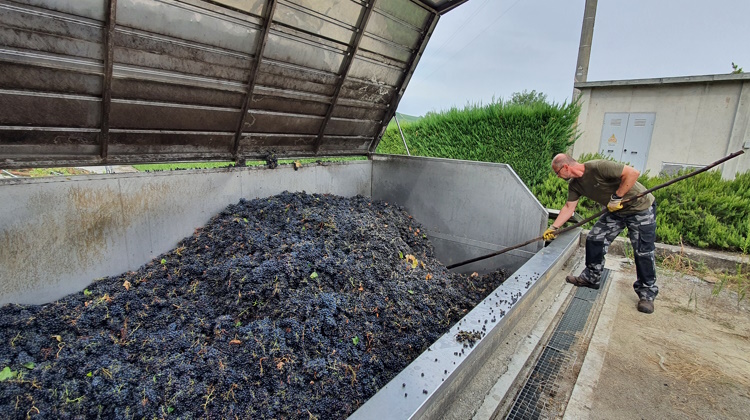 Grape reception at the Salvano winery